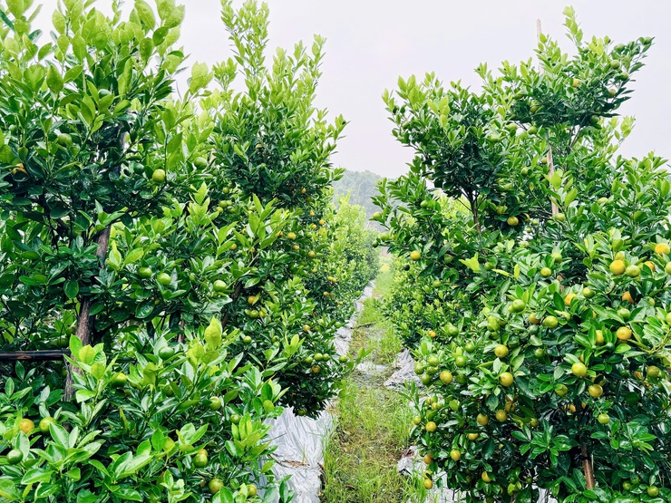  Quất cảnh xã Nam Phù sẵn sàng cho thị trường Tết Bính Ngọ 2026- Ảnh 3.