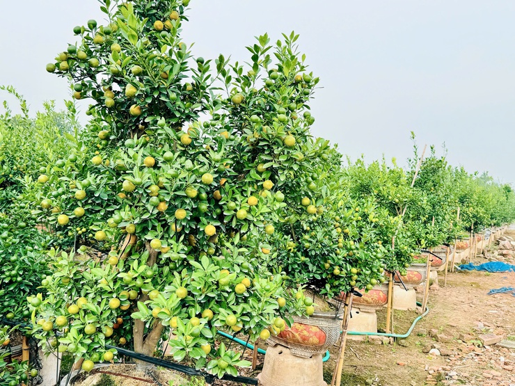  Quất cảnh xã Nam Phù sẵn sàng cho thị trường Tết Bính Ngọ 2026- Ảnh 8.