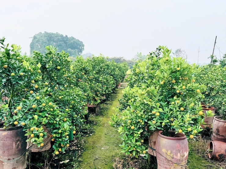  Quất cảnh xã Nam Phù sẵn sàng cho thị trường Tết Bính Ngọ 2026- Ảnh 4.