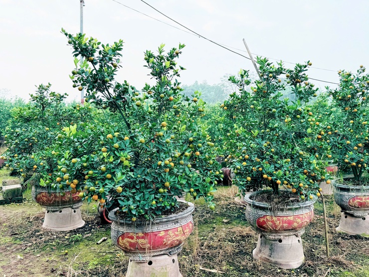  Quất cảnh xã Nam Phù sẵn sàng cho thị trường Tết Bính Ngọ 2026- Ảnh 6.