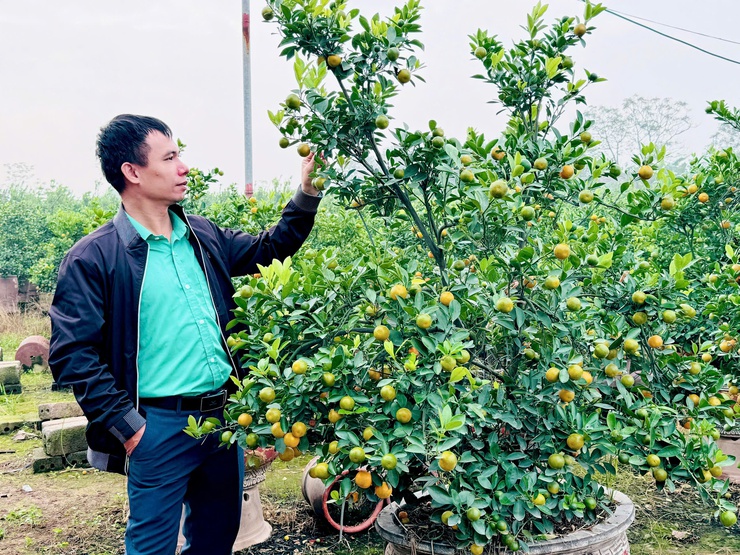  Quất cảnh xã Nam Phù sẵn sàng cho thị trường Tết Bính Ngọ 2026- Ảnh 9.