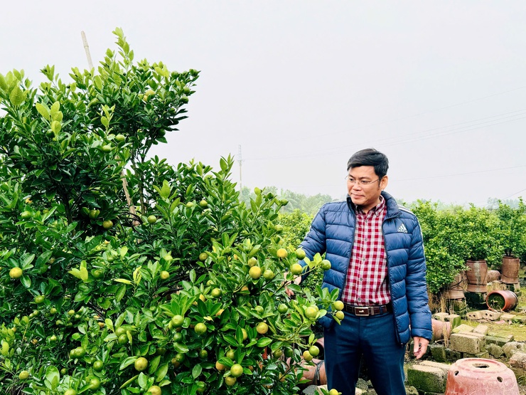  Quất cảnh xã Nam Phù sẵn sàng cho thị trường Tết Bính Ngọ 2026- Ảnh 10.