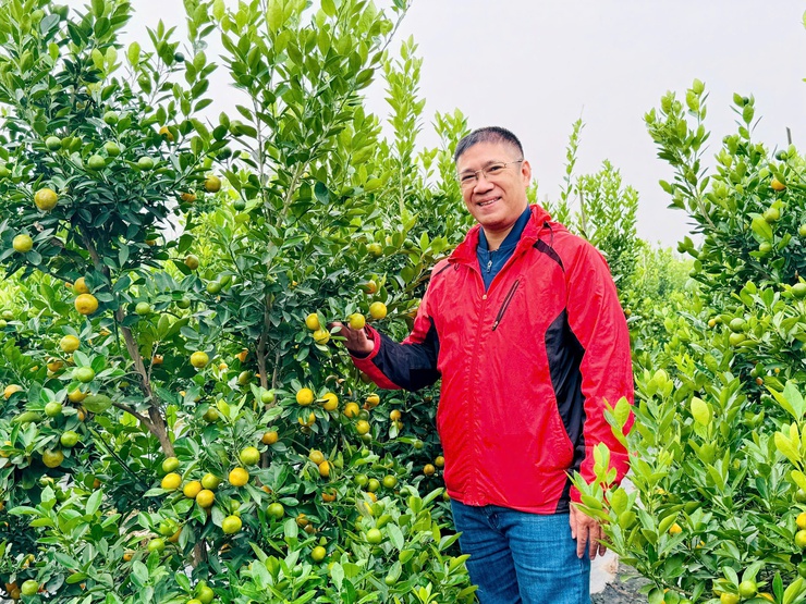  Quất cảnh xã Nam Phù sẵn sàng cho thị trường Tết Bính Ngọ 2026- Ảnh 2.