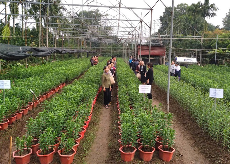 HIỆU QUẢ TỪ MÔ HÌNH TRỒNG HOA LY ỨNG DỤNG CÔNG NGHỆ CAO TẠI XÃ MỸ ĐỨC- Ảnh 1.