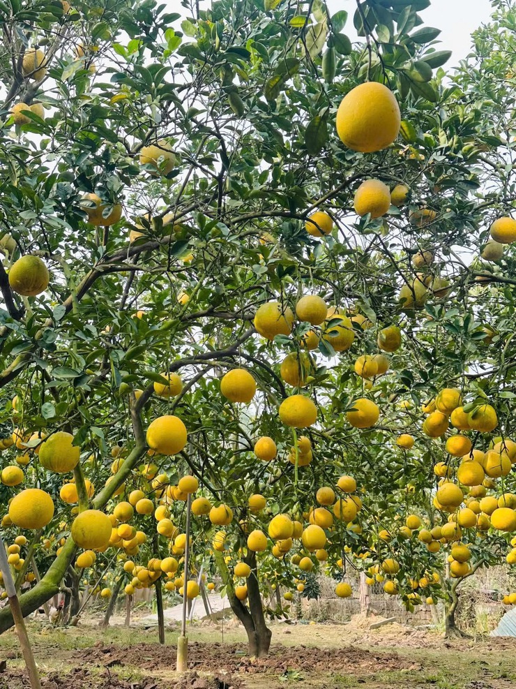 Phúc Lộc bứt phá từ "một trụ cột - hai hành lang kinh tế"- Ảnh 2.