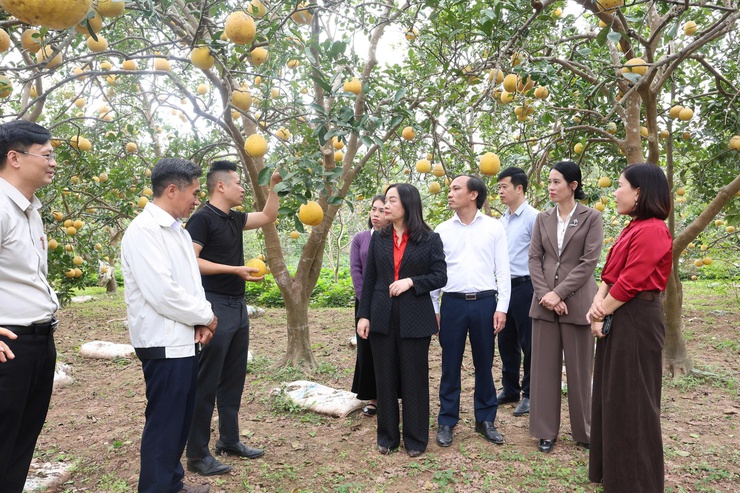 Người nông dân với hành trình nâng tầm bưởi Diễn tại HTX VietGAP Đồng Tiến- Ảnh 1.