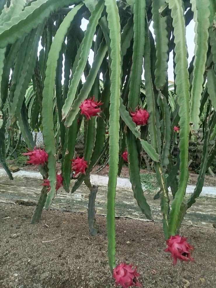 CHỊ NGUYỄN THỊ THẢO – TẤM GƯƠNG CHUYỂN ĐỔI SẢN XUẤT HIỆU QUẢ TỪ MÔ HÌNH TRỒNG THANH LONG ĐỎ Ở THÔN LỖ KHÊ- Ảnh 1.