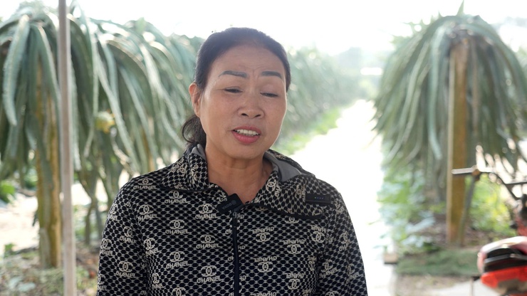 CHỊ NGUYỄN THỊ THẢO – TẤM GƯƠNG CHUYỂN ĐỔI SẢN XUẤT HIỆU QUẢ TỪ MÔ HÌNH TRỒNG THANH LONG ĐỎ Ở THÔN LỖ KHÊ- Ảnh 7.