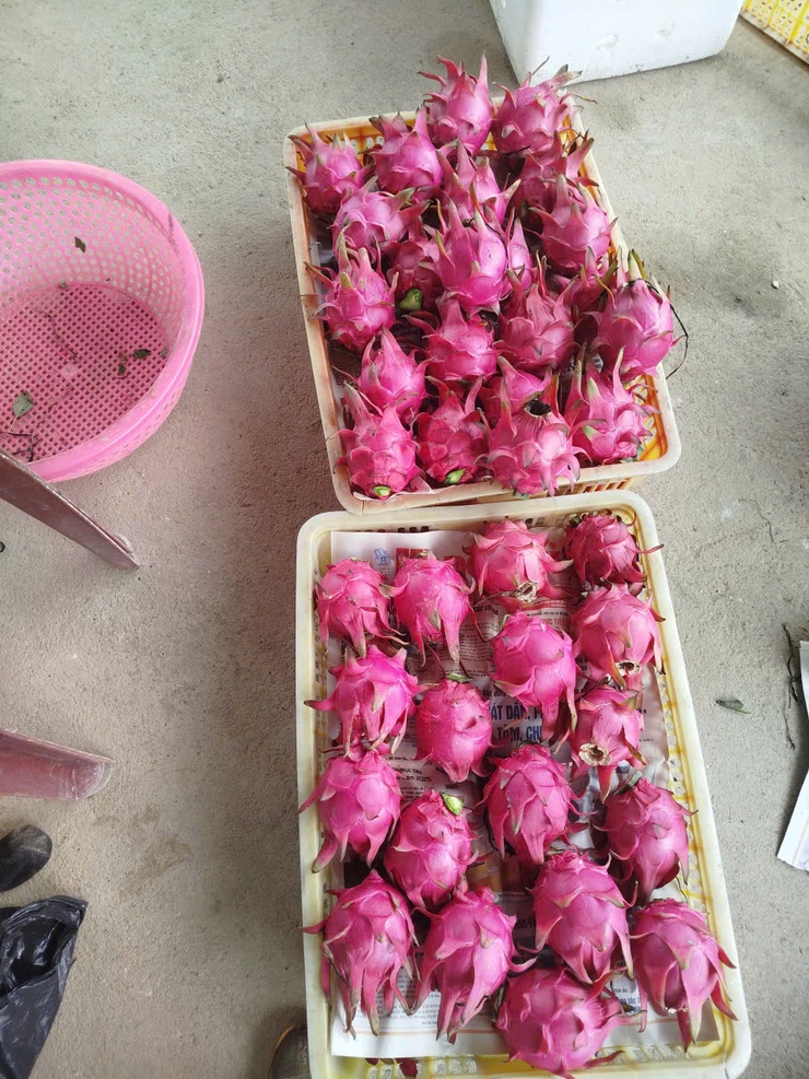 CHỊ NGUYỄN THỊ THẢO – TẤM GƯƠNG CHUYỂN ĐỔI SẢN XUẤT HIỆU QUẢ TỪ MÔ HÌNH TRỒNG THANH LONG ĐỎ Ở THÔN LỖ KHÊ- Ảnh 2.