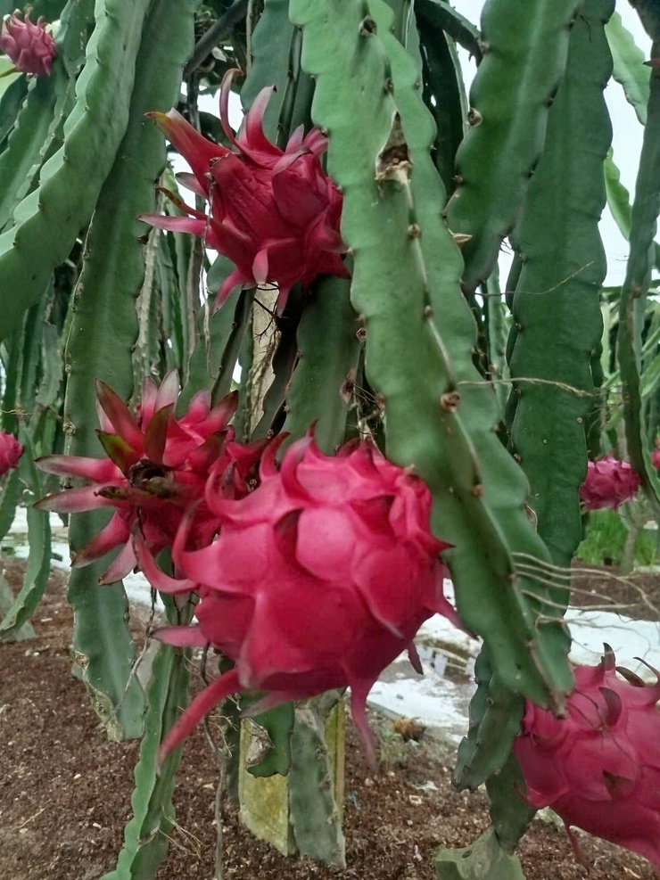 CHỊ NGUYỄN THỊ THẢO – TẤM GƯƠNG CHUYỂN ĐỔI SẢN XUẤT HIỆU QUẢ TỪ MÔ HÌNH TRỒNG THANH LONG ĐỎ Ở THÔN LỖ KHÊ- Ảnh 3.