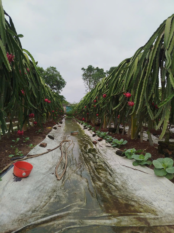 CHỊ NGUYỄN THỊ THẢO – TẤM GƯƠNG CHUYỂN ĐỔI SẢN XUẤT HIỆU QUẢ TỪ MÔ HÌNH TRỒNG THANH LONG ĐỎ Ở THÔN LỖ KHÊ- Ảnh 4.