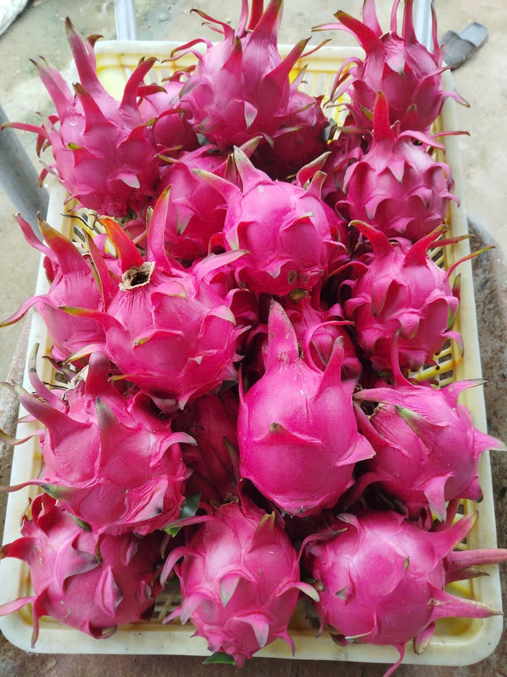 CHỊ NGUYỄN THỊ THẢO – TẤM GƯƠNG CHUYỂN ĐỔI SẢN XUẤT HIỆU QUẢ TỪ MÔ HÌNH TRỒNG THANH LONG ĐỎ Ở THÔN LỖ KHÊ- Ảnh 8.