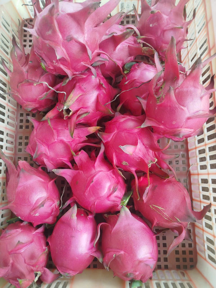 CHỊ NGUYỄN THỊ THẢO – TẤM GƯƠNG CHUYỂN ĐỔI SẢN XUẤT HIỆU QUẢ TỪ MÔ HÌNH TRỒNG THANH LONG ĐỎ Ở THÔN LỖ KHÊ- Ảnh 9.