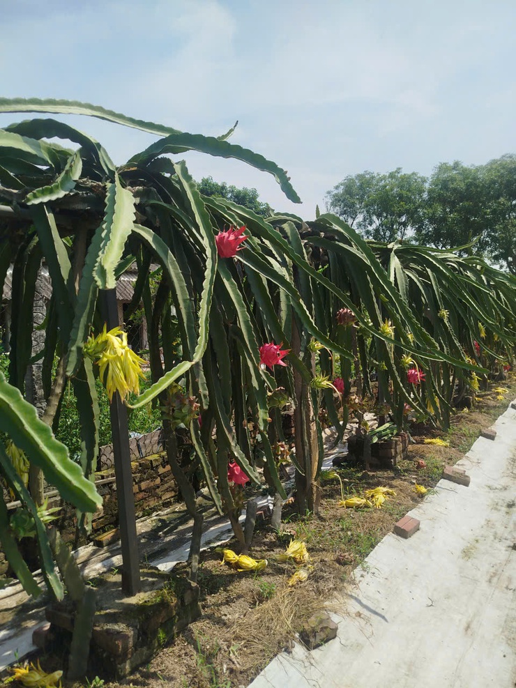 CHỊ NGUYỄN THỊ THẢO – TẤM GƯƠNG CHUYỂN ĐỔI SẢN XUẤT HIỆU QUẢ TỪ MÔ HÌNH TRỒNG THANH LONG ĐỎ Ở THÔN LỖ KHÊ- Ảnh 10.