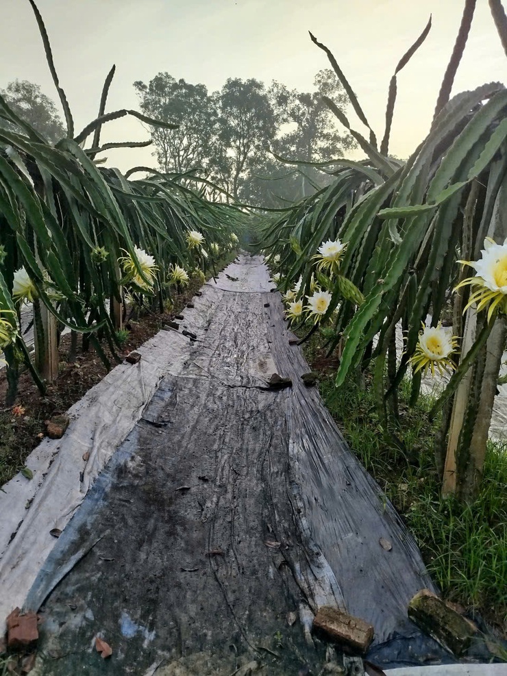 CHỊ NGUYỄN THỊ THẢO – TẤM GƯƠNG CHUYỂN ĐỔI SẢN XUẤT HIỆU QUẢ TỪ MÔ HÌNH TRỒNG THANH LONG ĐỎ Ở THÔN LỖ KHÊ- Ảnh 5.