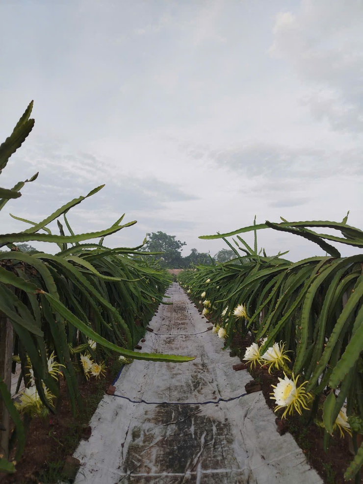 CHỊ NGUYỄN THỊ THẢO – TẤM GƯƠNG CHUYỂN ĐỔI SẢN XUẤT HIỆU QUẢ TỪ MÔ HÌNH TRỒNG THANH LONG ĐỎ Ở THÔN LỖ KHÊ- Ảnh 6.