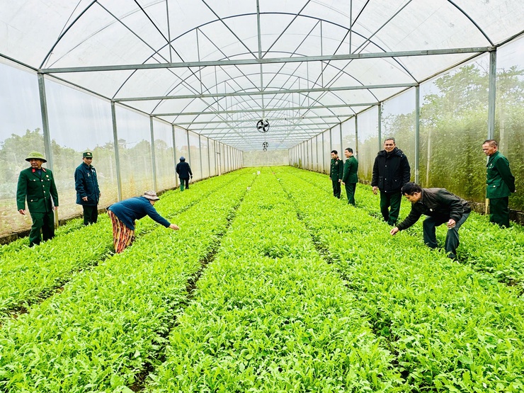 Hội CCB xã Nam Phù chuyển giao công nghệ trồng rau sạch trong nhà kính: Mở hướng làm kinh tế bền vững cho hội viên- Ảnh 10.
