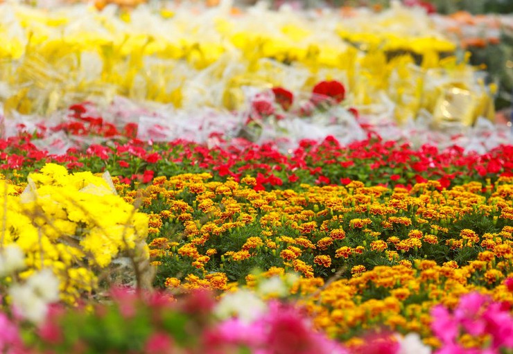 Phường Chương Mỹ tổ chức chợ hoa xuân tạo điểm nhấn văn hóa, thương mại chào đón Tết Nguyên đán Bính Ngọ 2026- Ảnh 1.