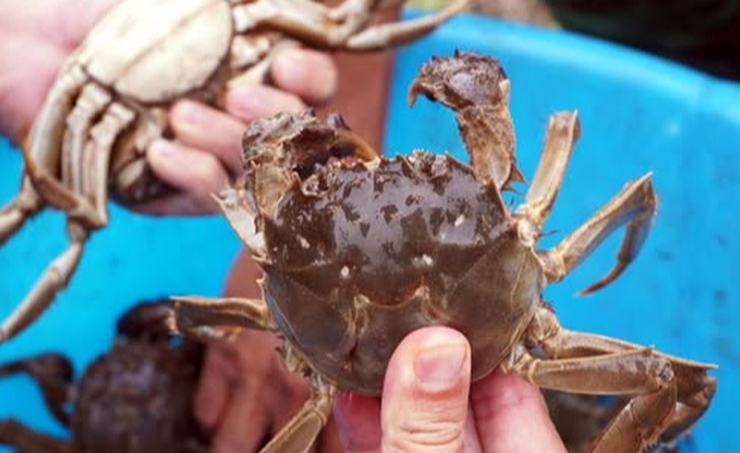 ĐOÀN CÔNG TÁC XÃ ỨNG HÒA HỌC TẬP KINH NGHIỆM TỪ MÔ HÌNH NUÔI CUA CÀ RA TẠI NINH BÌNH VÀ HƯNG YÊN.- Ảnh 2.