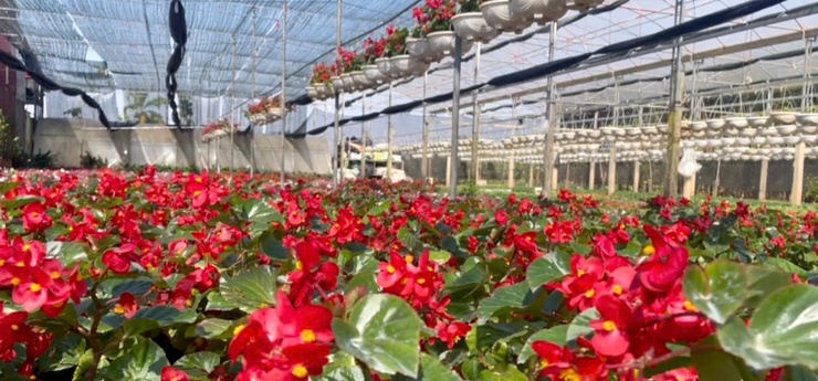 Tích Giang rực rỡ sắc hoa – Khởi đầu Festival làng nghề hoa, cây cảnh lần thứ I- Ảnh 4.