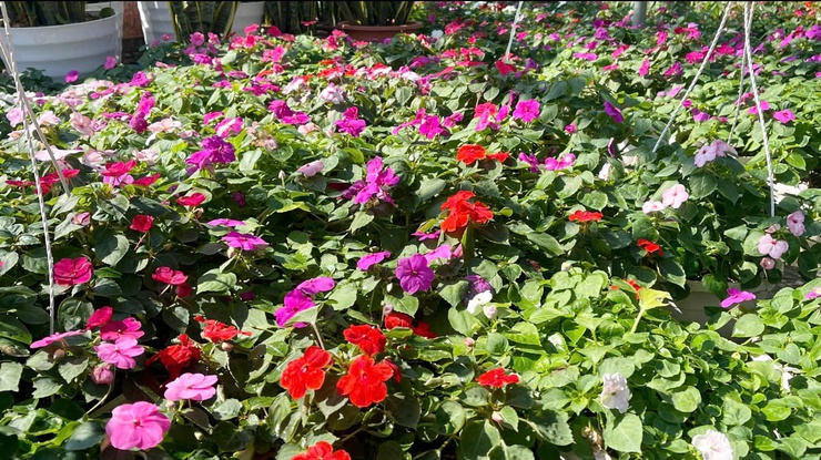 Tích Giang rực rỡ sắc hoa – Khởi đầu Festival làng nghề hoa, cây cảnh lần thứ I- Ảnh 3.