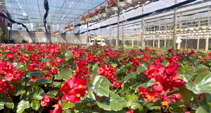 PHÚC THỌ SẴN SÀNG CHO FESTIVAL LÀNG NGHỀ HOA, CÂY CẢNH TÍCH GIANG LẦN THỨ I- Ảnh 5.