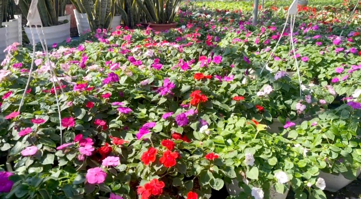 PHÚC THỌ SẴN SÀNG CHO FESTIVAL LÀNG NGHỀ HOA, CÂY CẢNH TÍCH GIANG LẦN THỨ I- Ảnh 7.