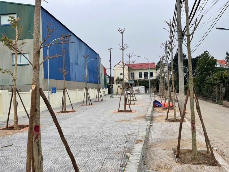 Công trình “Hàng cây thanh niên” – tạo dựng màu xanh cho quê hương - Ảnh 3.