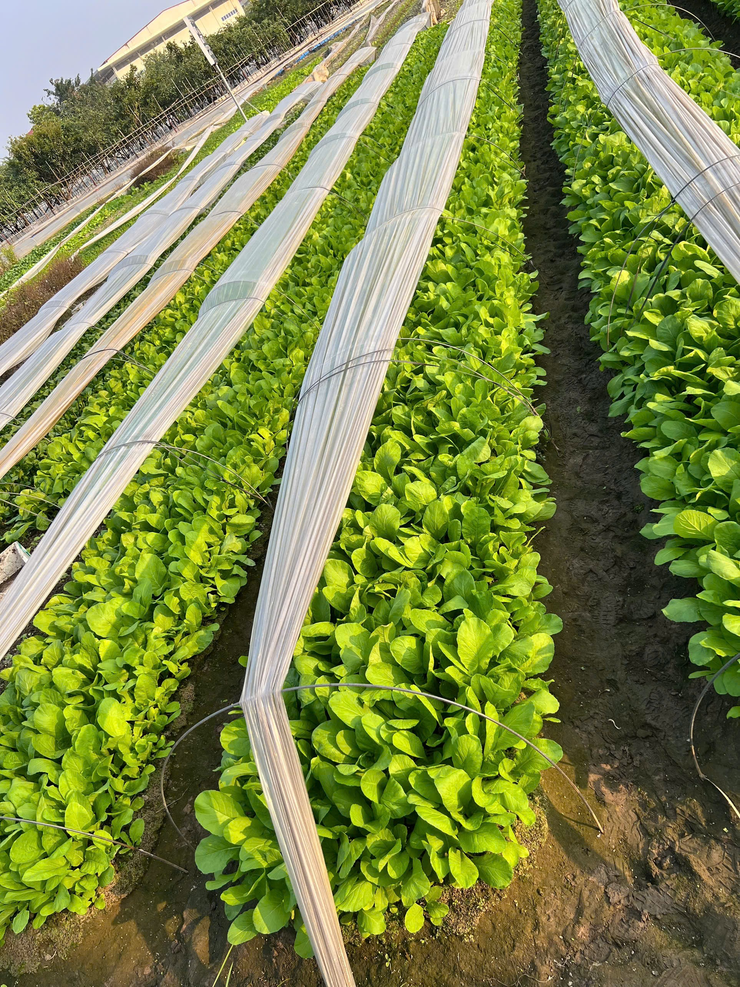 Trường Tiểu học Đại Kim tăng cường giám sát, trực tiếp kiểm chứng chất lượng nguồn cung ứng thực phẩm cho bếp ăn bán trú- Ảnh 5.