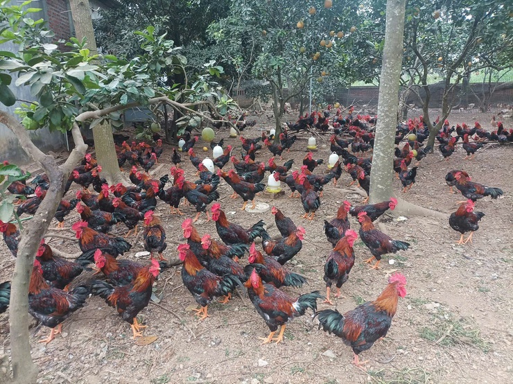 Hiệu quả từ nguồn vốn vay Ngân hàng chính sách xã hội do Đoàn Thanh niên quản lý- Ảnh 2.