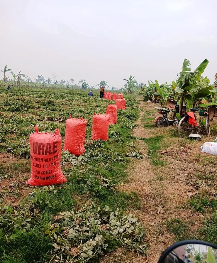 Nông dân Phú Xuyên làm giàu từ Nông nghiệp- Ảnh 3.