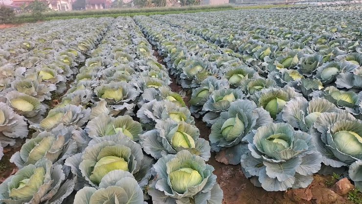 Nông dân Phú Xuyên làm giàu từ Nông nghiệp- Ảnh 5.
