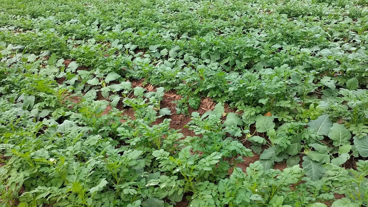 Nông dân Phú Xuyên làm giàu từ Nông nghiệp- Ảnh 2.