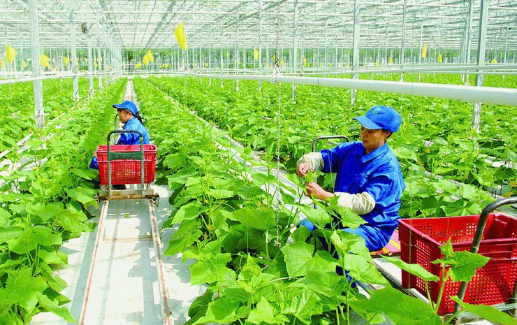 Trung tâm Phục vụ hành chính công thành phố Hà Nội phê duyệt 31 quy trình giải quyết thủ tục hành chính thuộc lĩnh vực Trồng trọt, Bảo vệ thực vật, Khoa học công nghệ- Ảnh 1.
