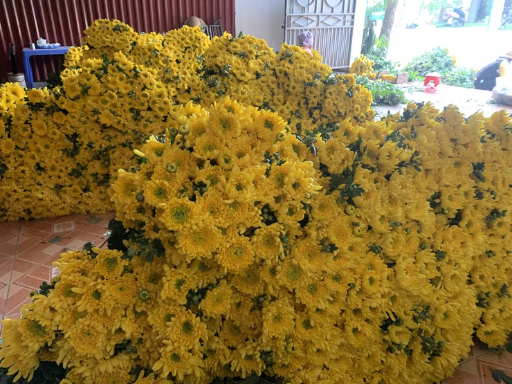 Ngắm vẻ đẹp rực rỡ của hoa cúc Đại Bái, xã Quang Minh- Ảnh 20.