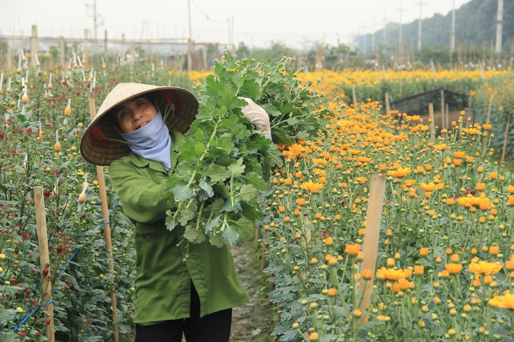 Ngắm vẻ đẹp rực rỡ của hoa cúc Đại Bái, xã Quang Minh- Ảnh 11.