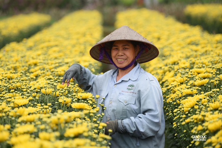 Ngắm vẻ đẹp rực rỡ của hoa cúc Đại Bái, xã Quang Minh- Ảnh 16.