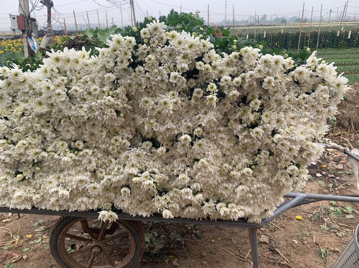 Ngắm vẻ đẹp rực rỡ của hoa cúc Đại Bái, xã Quang Minh- Ảnh 21.