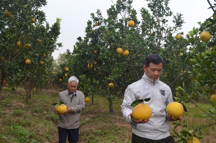 Ngọt lành bưởi Diễn Ấp Tre- Ảnh 2.