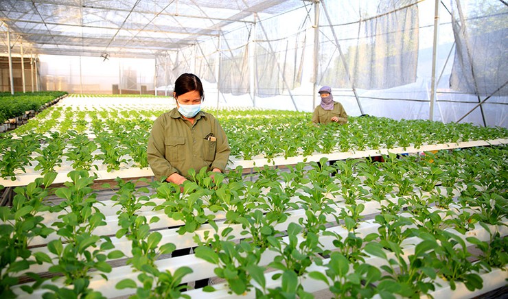 Thành lập Trung tâm Dịch vụ Nông nghiệp Hà Nội trực thuộc Sở Nông nghiệp và Môi trường- Ảnh 1.