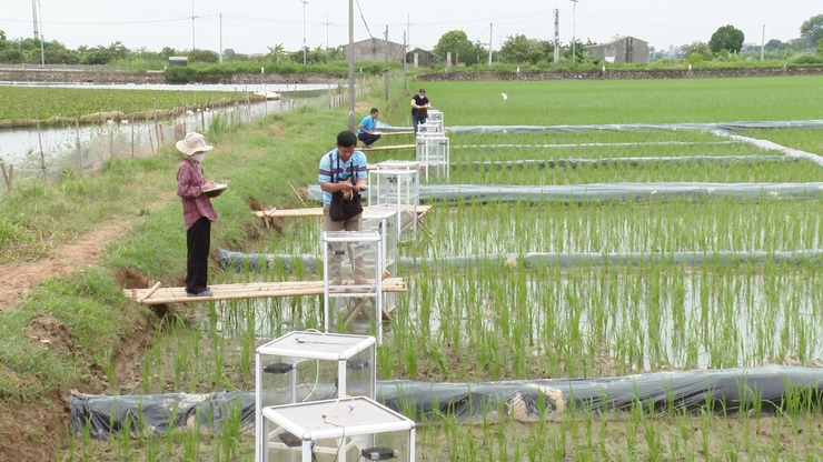 ỨNG HÒA THỰC HIỆN THÍ ĐIỂM MÔ HÌNH TRỒNG LÚA GIẢM PHÁT THẢI KHÍ NHÀ KÍNH GẮN VỚI TÍN CHỈ CÁC-BON.- Ảnh 4.