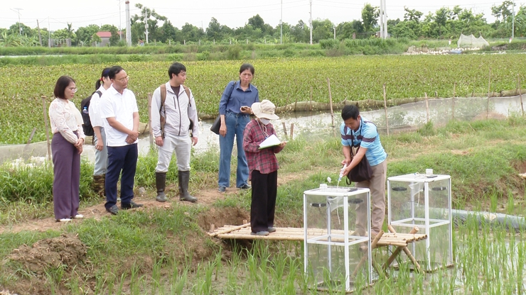 ỨNG HÒA THỰC HIỆN THÍ ĐIỂM MÔ HÌNH TRỒNG LÚA GIẢM PHÁT THẢI KHÍ NHÀ KÍNH GẮN VỚI TÍN CHỈ CÁC-BON.- Ảnh 2.