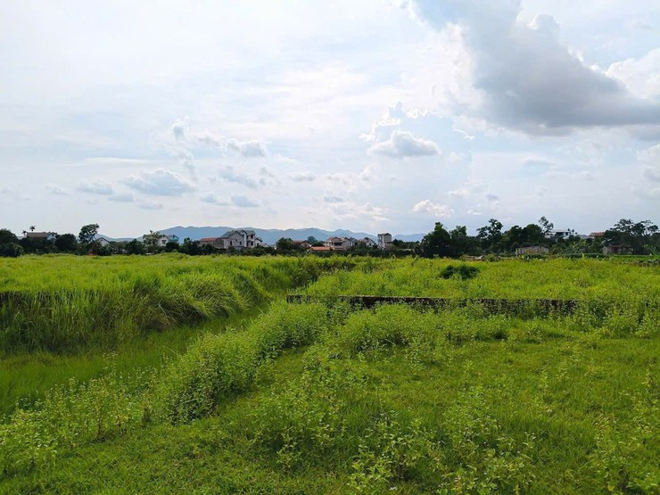XÃ ĐA PHÚC KHẢO SÁT VÙNG ĐẤT TIỀM NĂNG TRỒNG DƯỢC LIỆU - HƯỚNG ĐẾN PHÁT TRIỂN KINH TẾ NÔNG NGHIỆP HIỆU QUẢ- Ảnh 2.