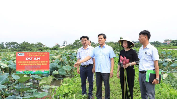 Xã Chuyên Mỹ - Hà Nội: Đa dạng hóa sản phẩm, nâng cao giá trị cho cây sen- Ảnh 1.