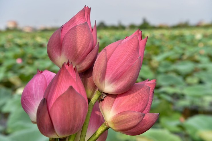 Xã Chuyên Mỹ - Hà Nội: Đa dạng hóa sản phẩm, nâng cao giá trị cho cây sen- Ảnh 2.