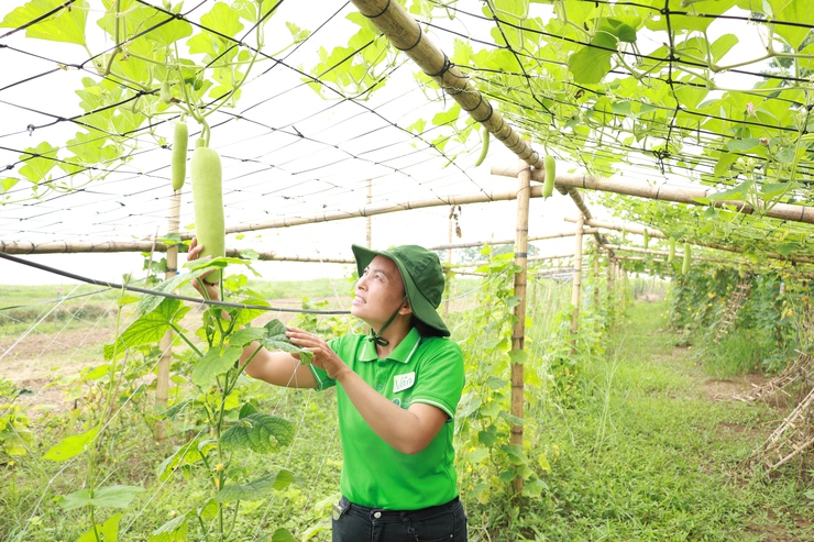 Biến xã đảo Minh Châu thành “điểm xanh” nhờ một người phụ nữ dám nghĩ, dám làm- Ảnh 3.