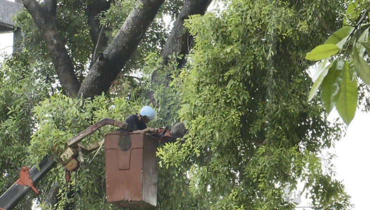 Xã Hoà Lạc triển khai cắt tỉa cây xanh, gia cố cọc chống và thay thế cây chết nhằm đảm bảo an toàn mùa mưa bão 2025- Ảnh 1.