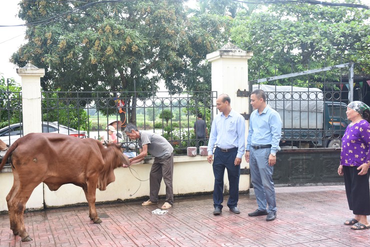 TRAO BÒ GIỐNG SINH SẢN HỖ TRỢ PHÁT TRIỂN SINH KẾ CHO 2 HỘ CÓ HOÀN CẢNH KHÓ KHĂN TẠI THÔN THỐNG NHẤT.- Ảnh 2.