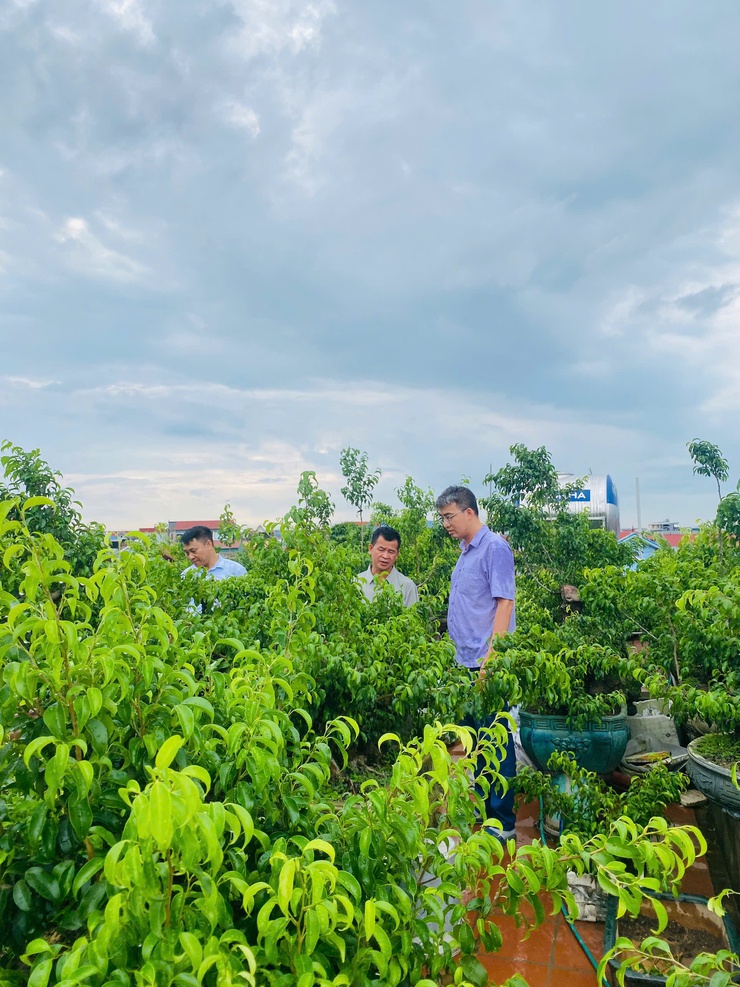 HỘI NÔNG DÂN XÃ THƯ LÂM ĐỊNH HƯỚNG CHO HỘI VIÊN PHÁT TRIỂN NÔNG NGHIỆP THEO HƯỚNG ĐÔ THỊ- Ảnh 3.