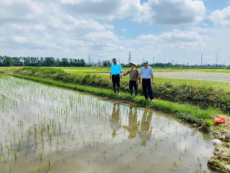 Hội viên nông dân xã Thư Lâm tích cực gieo cấy lúa vụ mùa năm 2025 đúng khung thời vụ- Ảnh 3.
